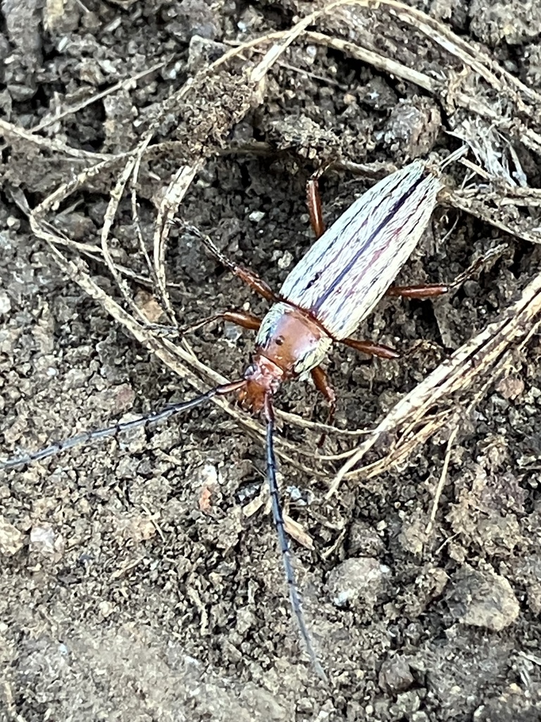 Stenosphenus ochraceus