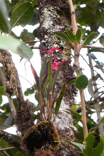 Epidendrum hartmanii Hágsater & L.Sánchez 4