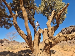 Cupressus dupreziana