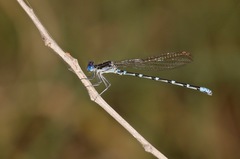 Argia sedula