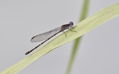 Argia translata