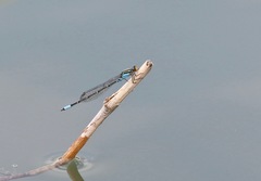 Neoerythromma cultellatum