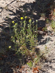 Grindelia brachystephana