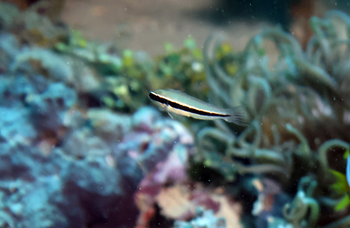 Cheilodipterus parazonatus observed 2025-11-24
