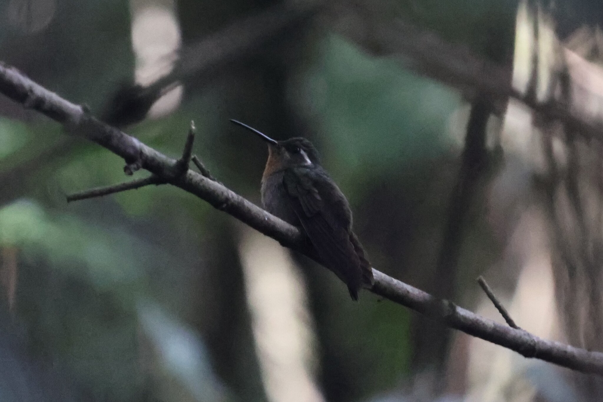 Amethyst-throated Mountaingem (Lampornis amethystinus), photo 8