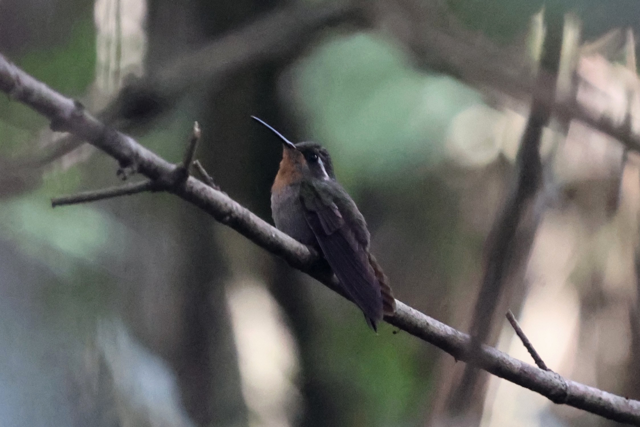 Amethyst-throated Mountaingem (Lampornis amethystinus), photo 7