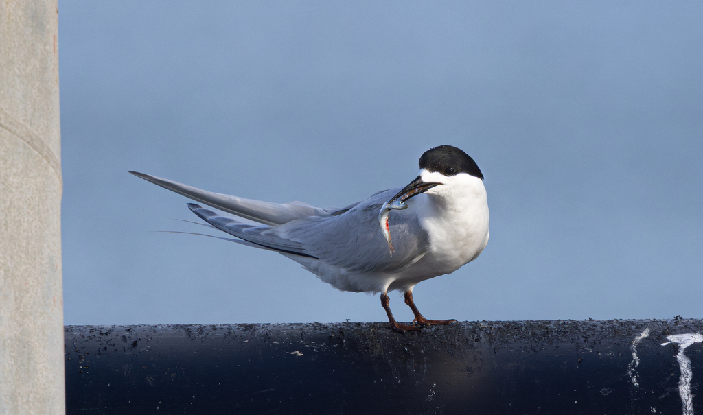 Photo de pilchard sudaméricain (Sardinops sagax)
