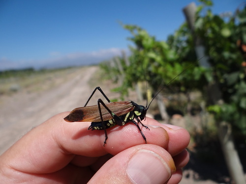 Scaphura elegans