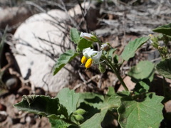 Solanum tweedianum