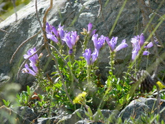 Penstemon fruticosus fruticosus