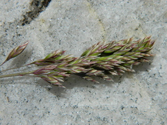 Poa cusickii