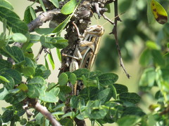 Schistocerca piceifrons