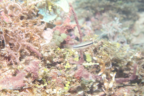 Cheilodipterus parazonatus observed 2025-11-24