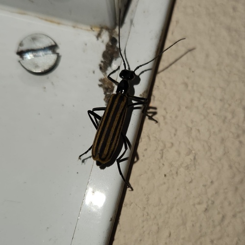 Epicauta excavata