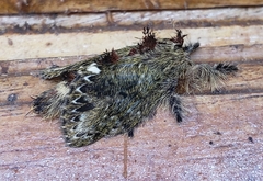 Euglyphis submarginalis