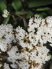 Stevia serrata