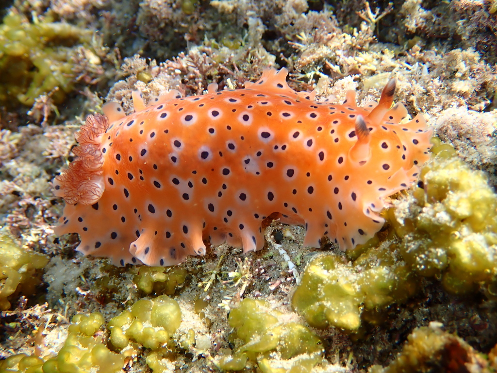 Polka-dot Sucking Dorid