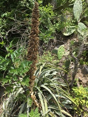 Puya densiflora