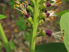 Amorpha ouachitensis