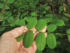 Amorpha ouachitensis