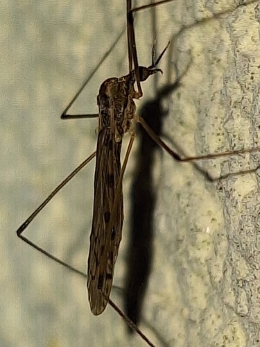 Unknown species found near Pensacola, FL 32506, USA