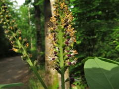 Amorpha ouachitensis
