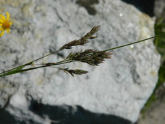 Poa cusickii