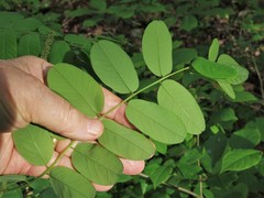 Amorpha ouachitensis