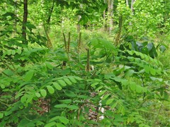 Amorpha ouachitensis
