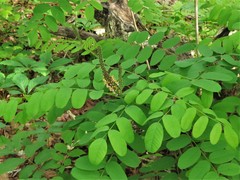 Amorpha ouachitensis