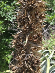 Puya densiflora