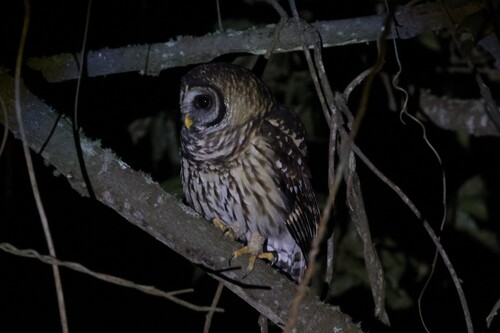 Fulvous Owl (Strix fulvescens), photo 2