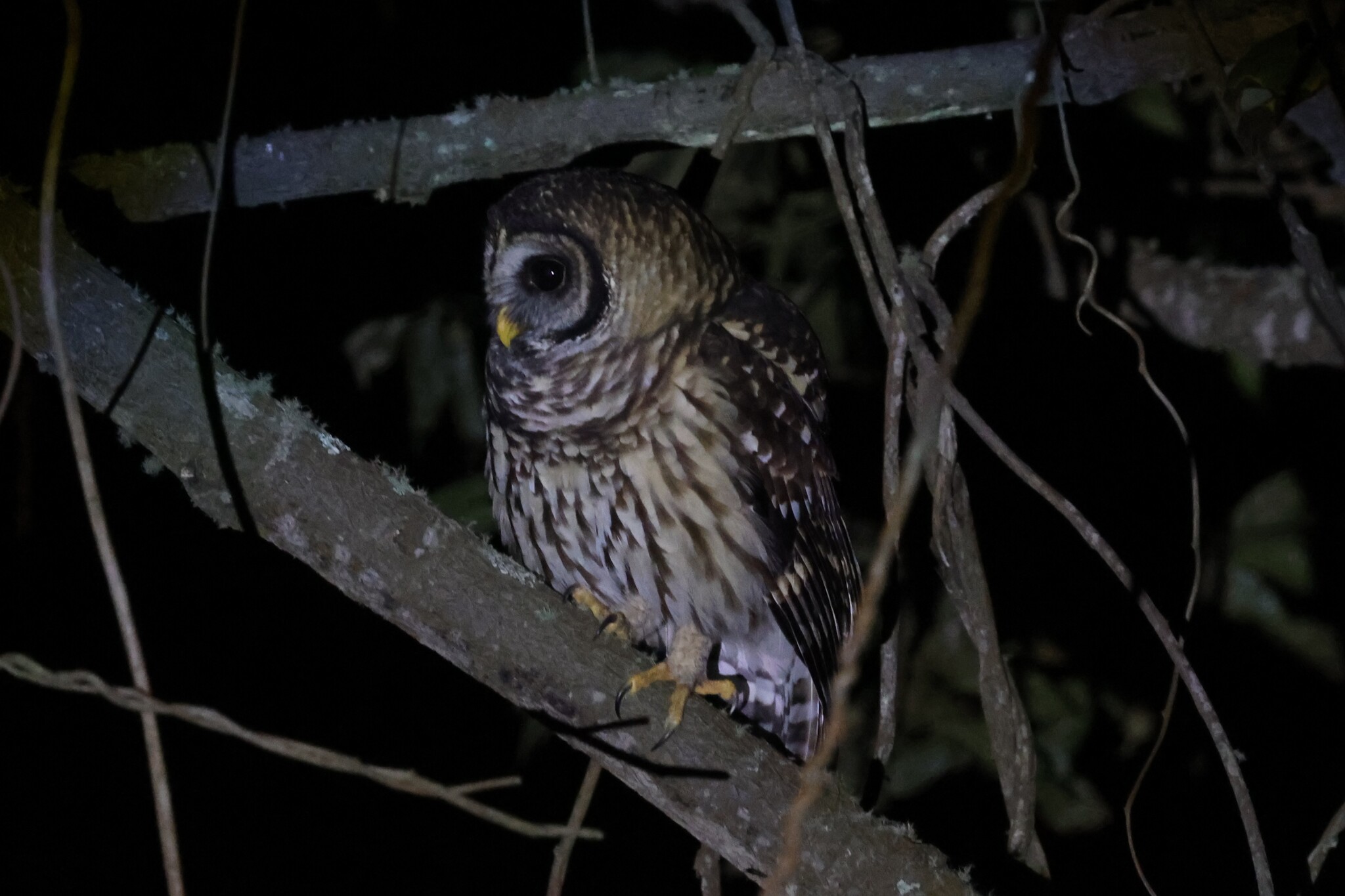 Fulvous Owl (Strix fulvescens), photo 2