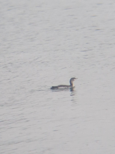 Red-throated Loon