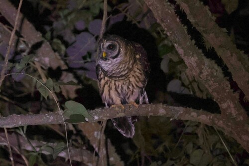 Fulvous Owl (Strix fulvescens)