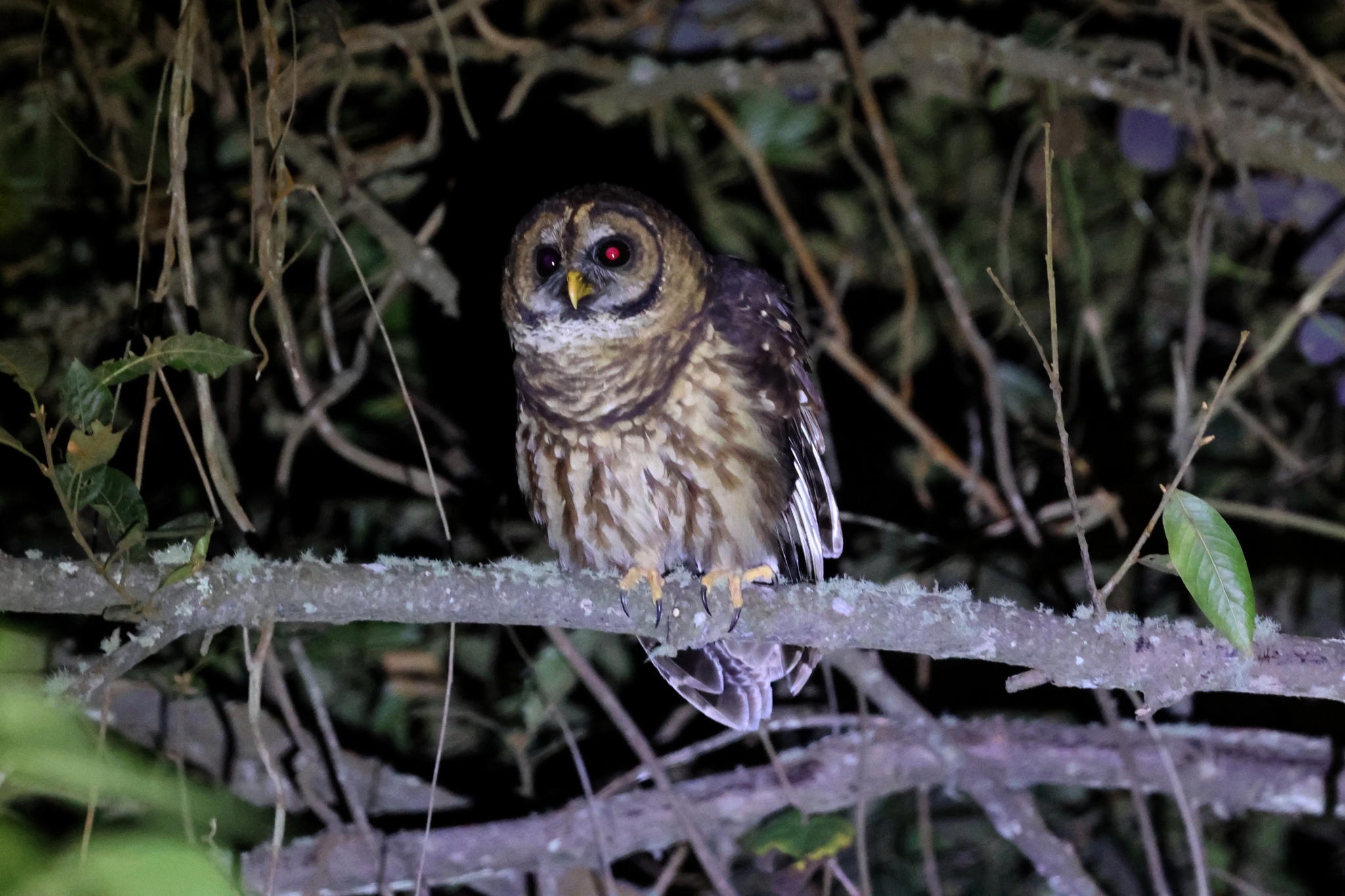 Fulvous Owl (Strix fulvescens), photo 3