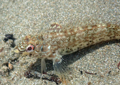 Southern Blenny photo 2