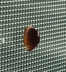 Coccinellidae