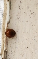 Coccinellidae