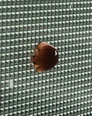 Coccinellidae