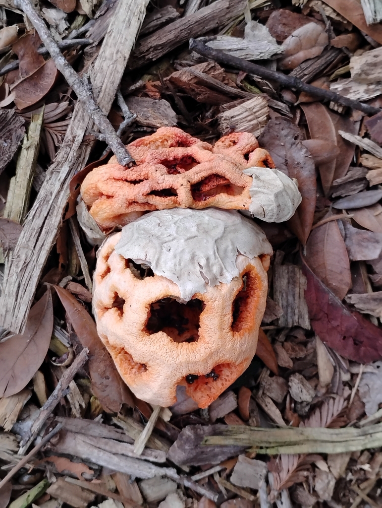 Clathrus ruber · December 2025 · photo: © pholroyd (iNaturalist, cc0)
