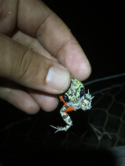 Pleurodema brachyops