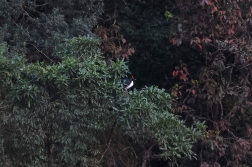 Horned Guan (Oreophasis derbianus), photo 4