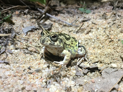 Pleurodema brachyops