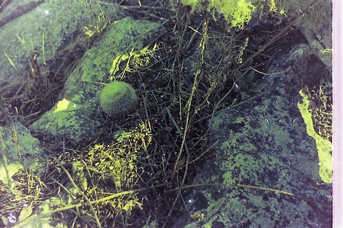 Mammillaria albilanata