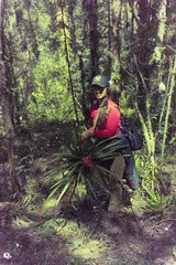 Ponderosa Airplant (Tillandsia ponderosa)