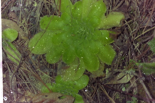 Pinguicula moranensis (Pinguicula moranensis)