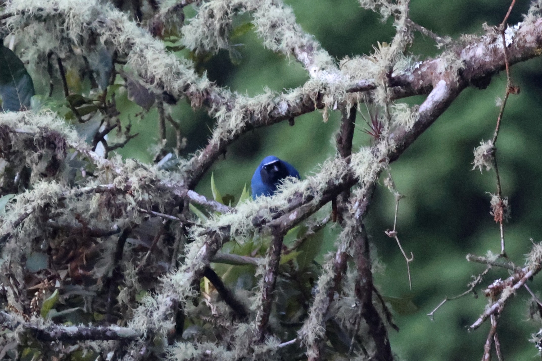 Black-throated Jay (Cyanolyca pumilo), photo 7