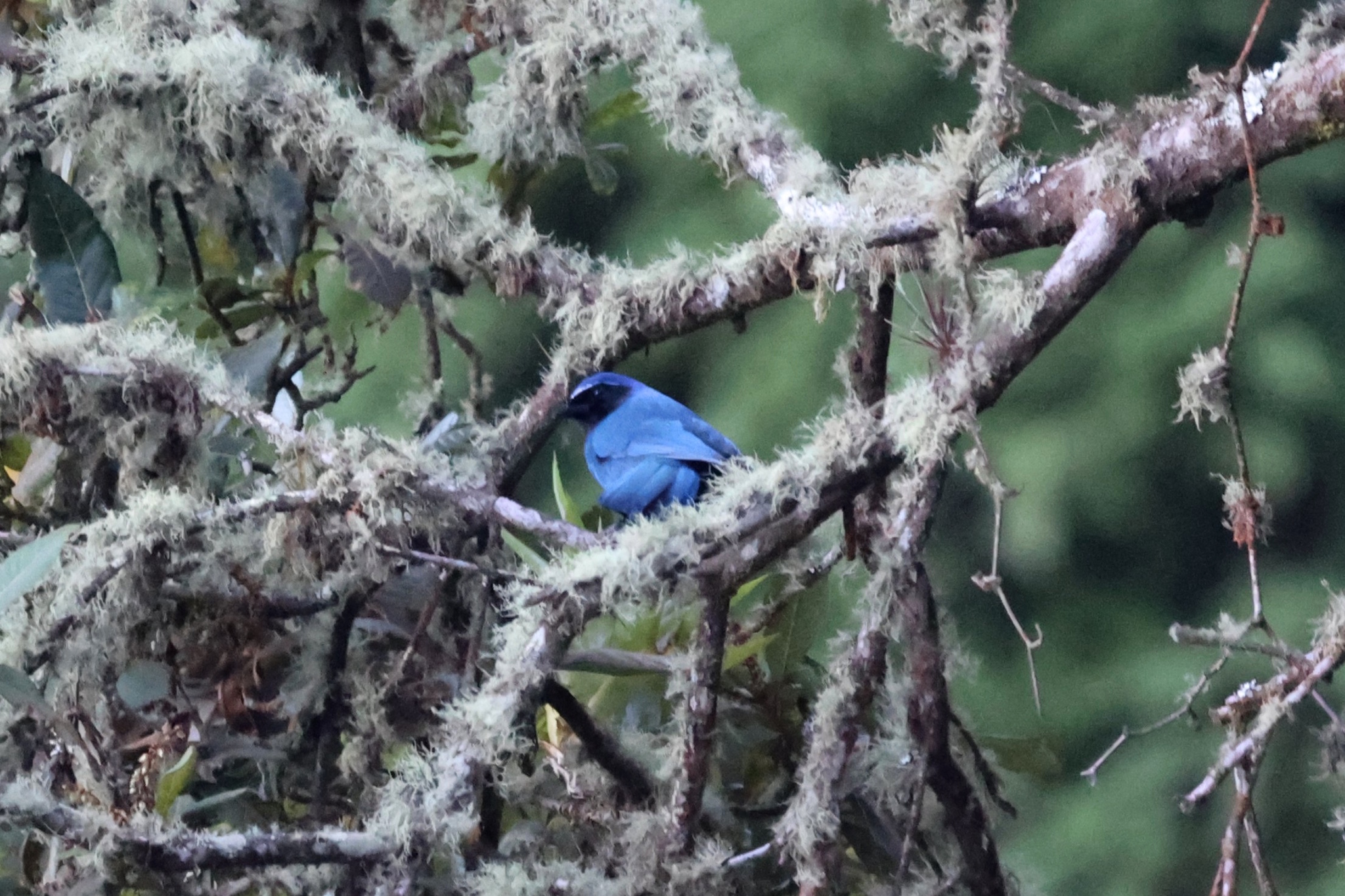 Black-throated Jay (Cyanolyca pumilo), photo 5