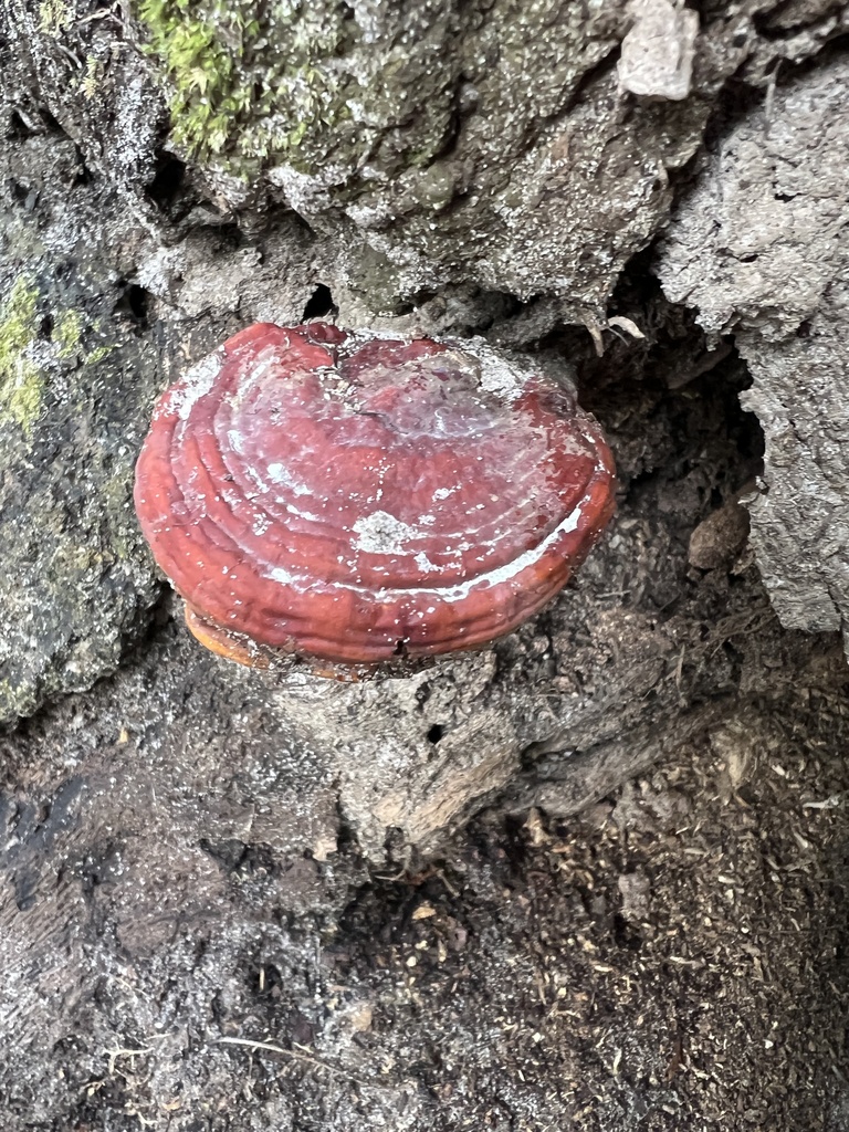 Ganoderma curtisii · December 2025 · photo: © annegp (iNaturalist, cc0)